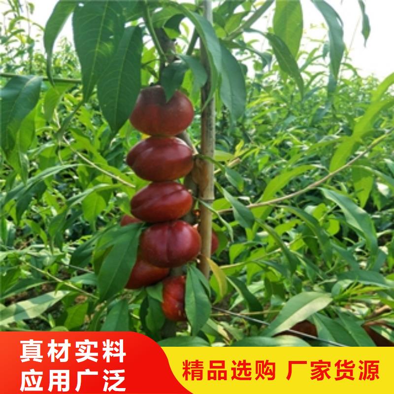 桃樹核桃苗櫻花苗長果桑樹苗一致好評產(chǎn)品