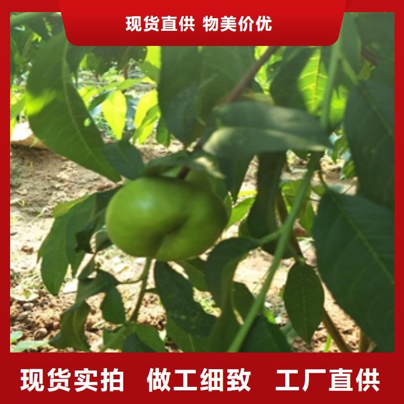 桃樹核桃苗櫻花苗長果桑樹苗源頭廠家經(jīng)驗豐富