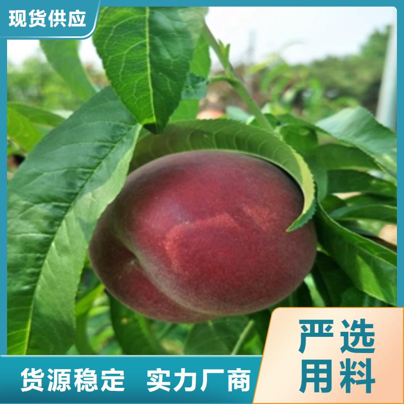 核桃苗 樱花苗 长果桑树苗视频-安徽省蚌埠市|固镇|五河|巢湖|宣城|六安|黄山|亳州|池州核桃苗 樱花苗 长果桑树苗-正家