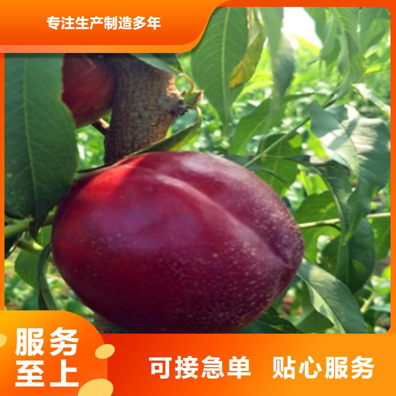桃樹綠化樹綠化工程價格透明