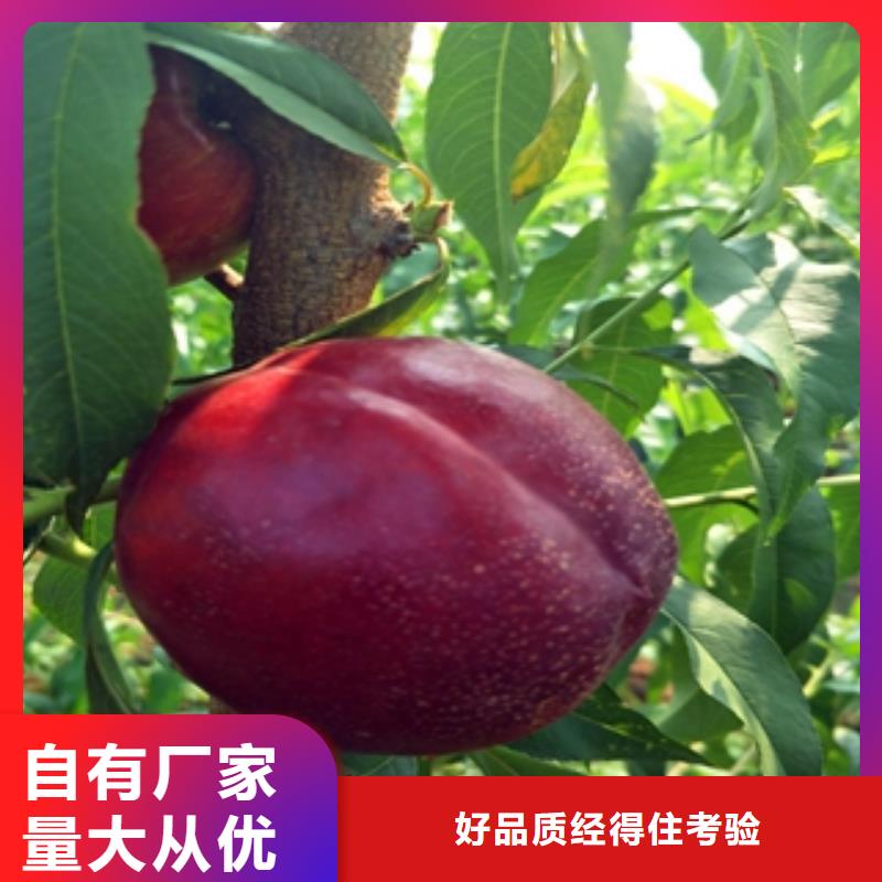 桃樹藍莓苗實體誠信經營