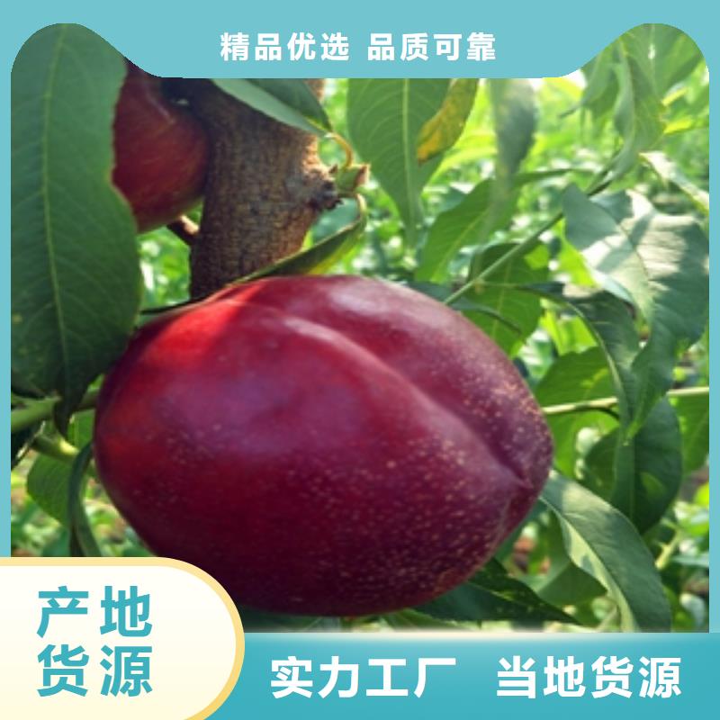 桃树_泰山景松造型景松选择大厂家省事省心
