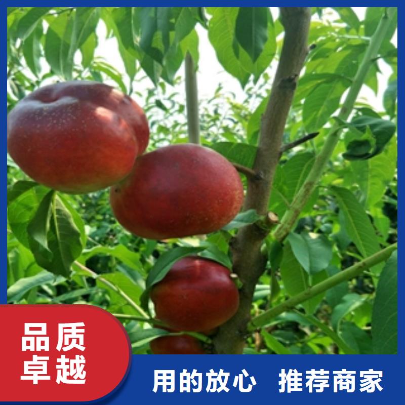 蚌山|淮上|合肥|安庆|芜湖|黄山|淮北【桃树】-钙果苗专注细节更放心-正家