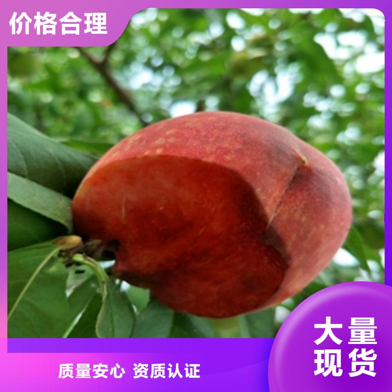 【桃樹占地果樹產地采購】