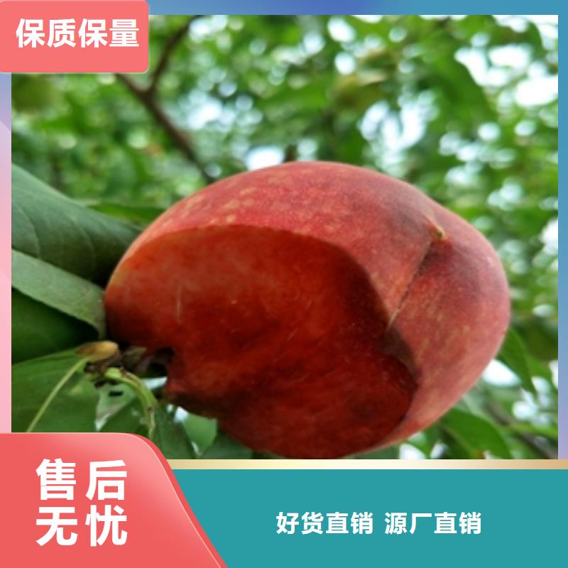 核桃苗 樱花苗 长果桑树苗视频-安徽省蚌埠市|固镇|五河|巢湖|宣城|六安|黄山|亳州|池州核桃苗 樱花苗 长果桑树苗-正家
