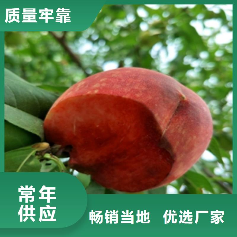 桃树_泰山景松造型景松选择大厂家省事省心