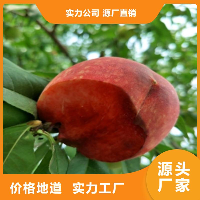 核桃苗 樱花苗 长果桑树苗视频-核桃苗 樱花苗 长果桑树苗|辽宁省沈阳市|铁西|苏家屯|抚顺|盘锦|本溪|鞍山|铁岭