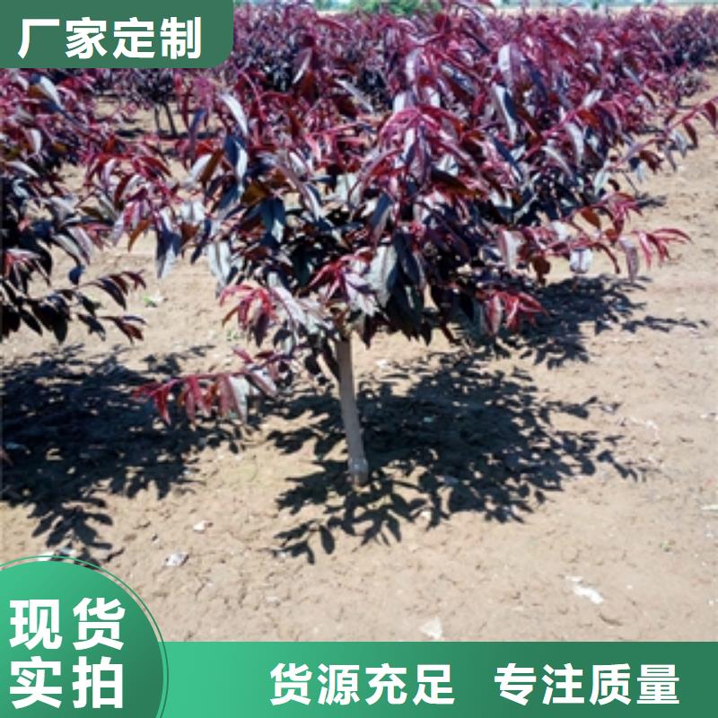 核桃苗 樱花苗 长果桑树苗视频-舟山|杭州|绍兴|衢州|温州|台州|金华核桃苗 樱花苗 长果桑树苗厂家十分靠谱-正家园艺场(浙江省分公司)