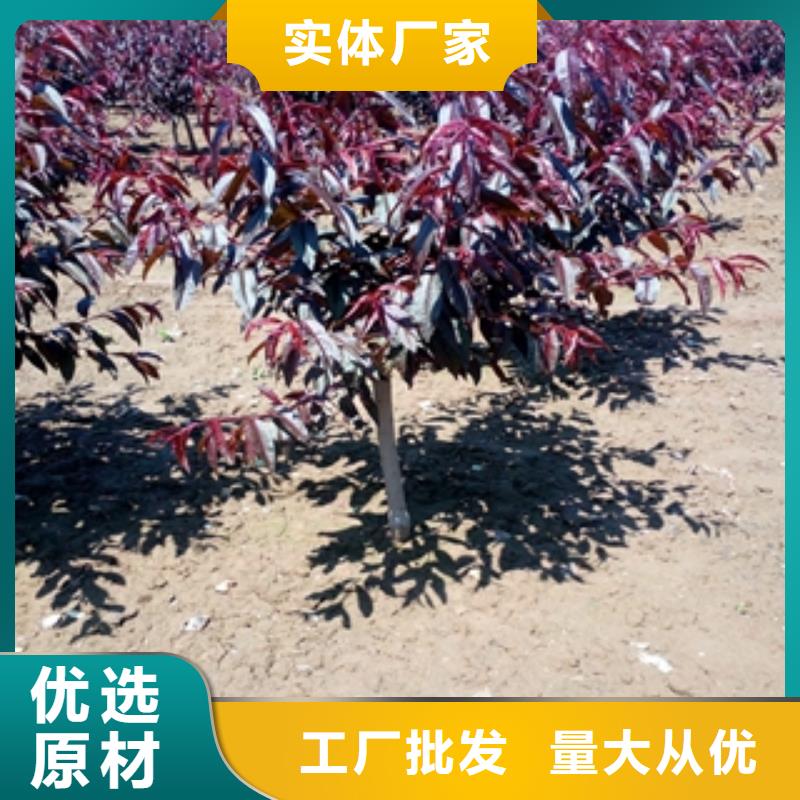 桃樹占地果樹快速發貨