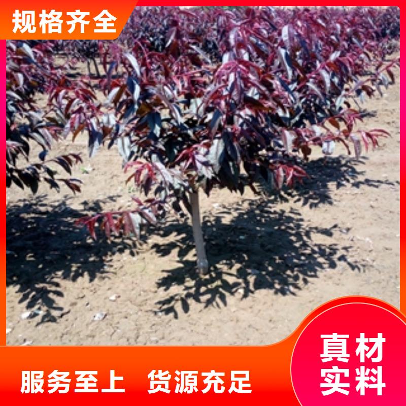 桃树泰山景松造型景松型号全价格低