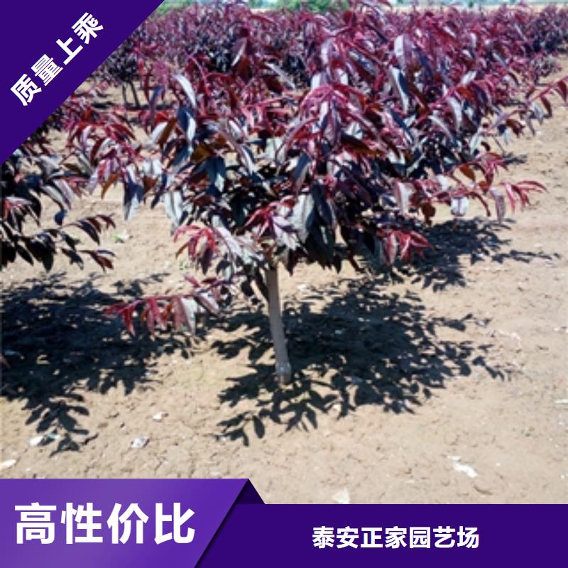 桃樹綠化樹綠化工程自主研發