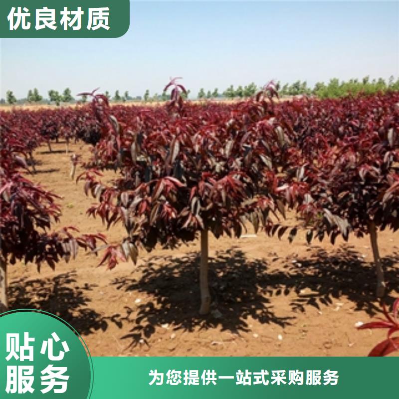 桃樹櫻桃苗品質做服務