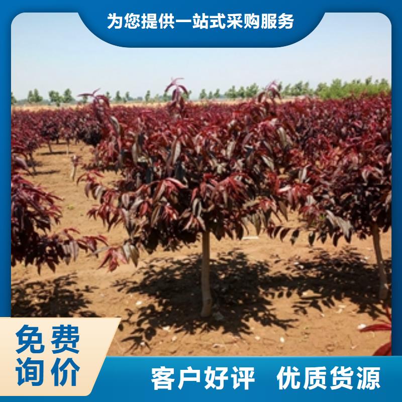 桃樹碧桃海量現(xiàn)貨