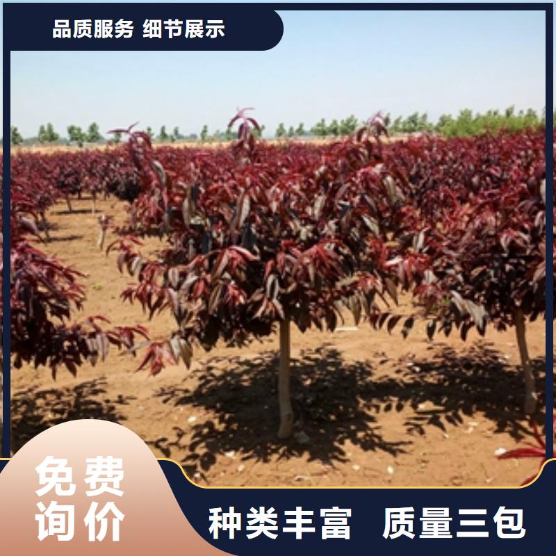 桃树绿化树绿化工程安心购