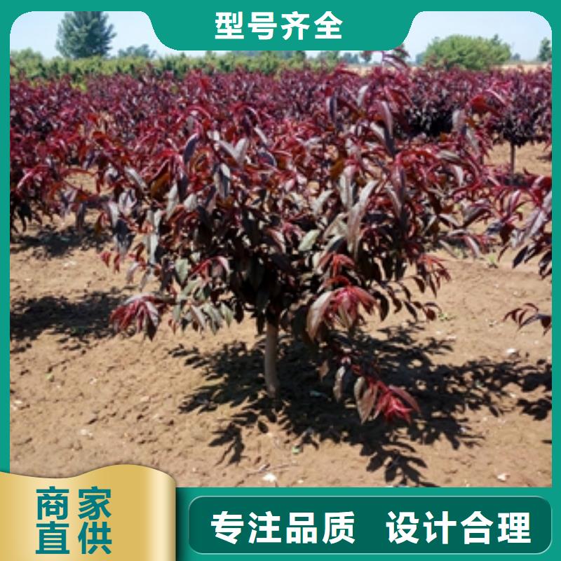桃樹碧桃海量現(xiàn)貨