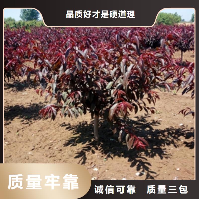 桃樹綠化樹綠化工程價格透明