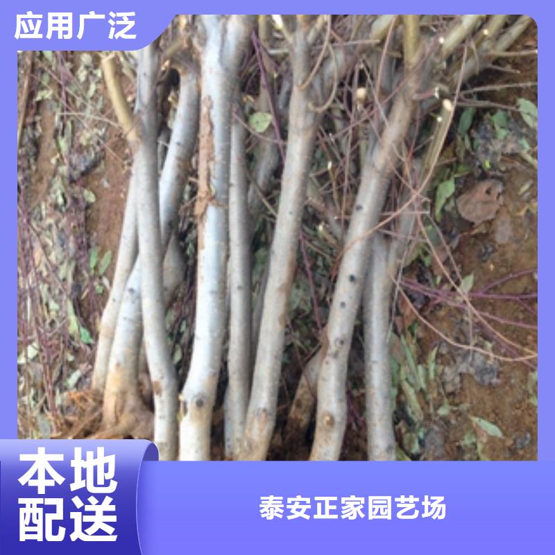 桃树_泰山景松造型景松选择大厂家省事省心
