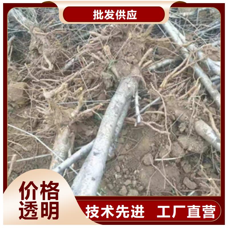 桃树绿化树绿化工程老客户钟爱