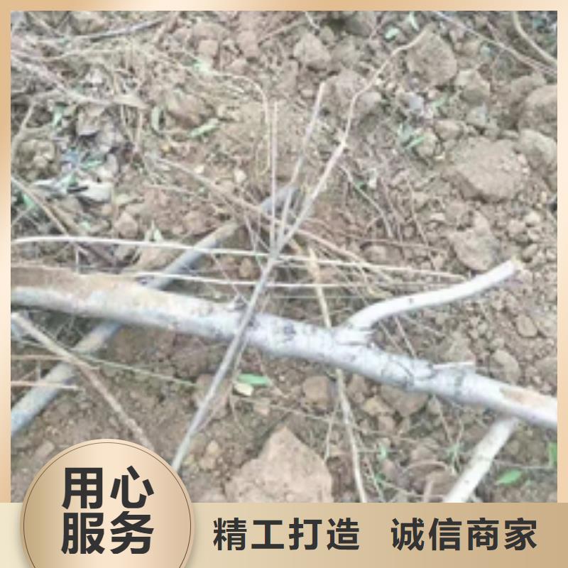 桃树泰山景松造型景松型号全价格低