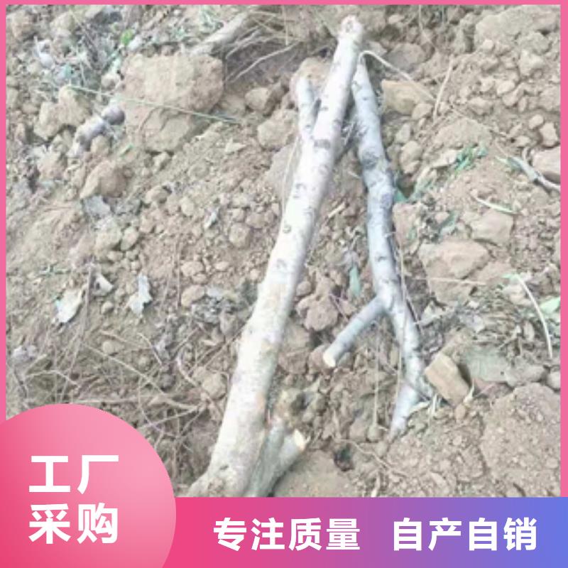 桃树泰山景松造型景松型号全价格低