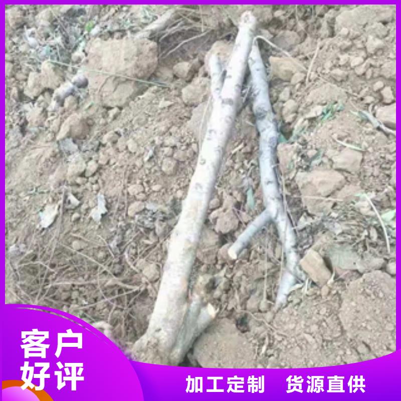 【桃樹】占地果樹廠家