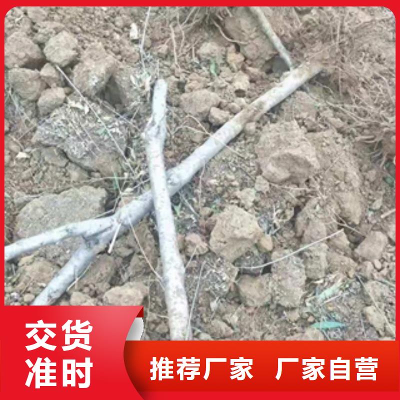 桃樹櫻桃苗品質做服務