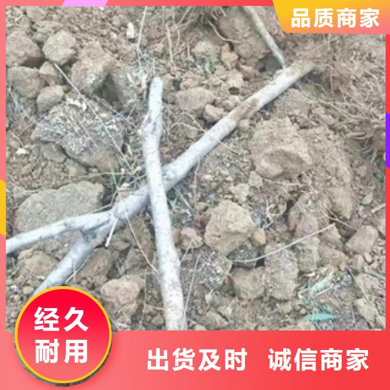 【桃樹】占地果樹廠家