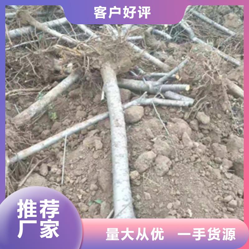 【桃樹】占地果樹廠家
