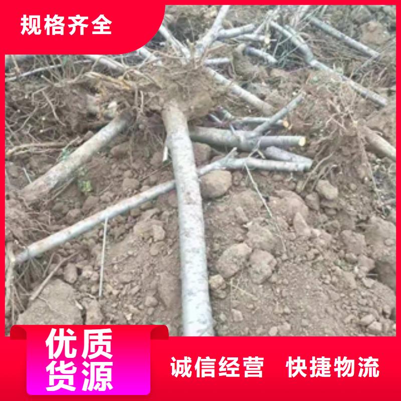 桃树泰山景松造型景松型号全价格低