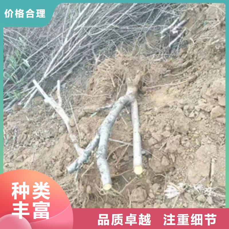桃樹核桃苗櫻花苗長果桑樹苗一致好評產(chǎn)品