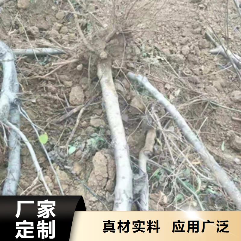 【桃樹】占地果樹廠家