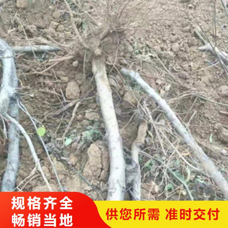 桃树绿化树绿化工程安心购