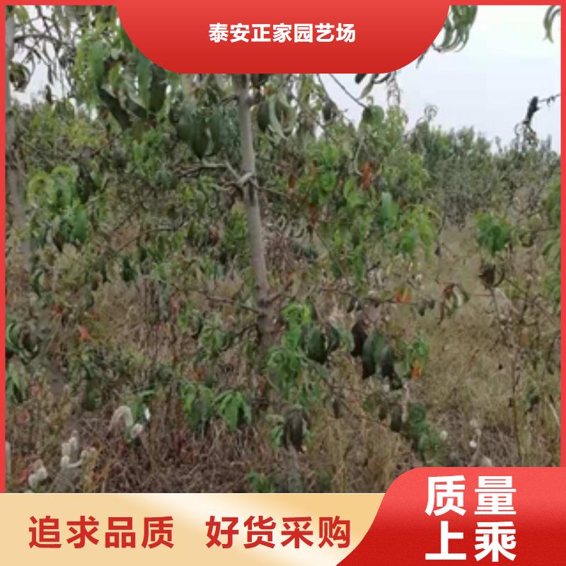 【桃樹】占地果樹廠家