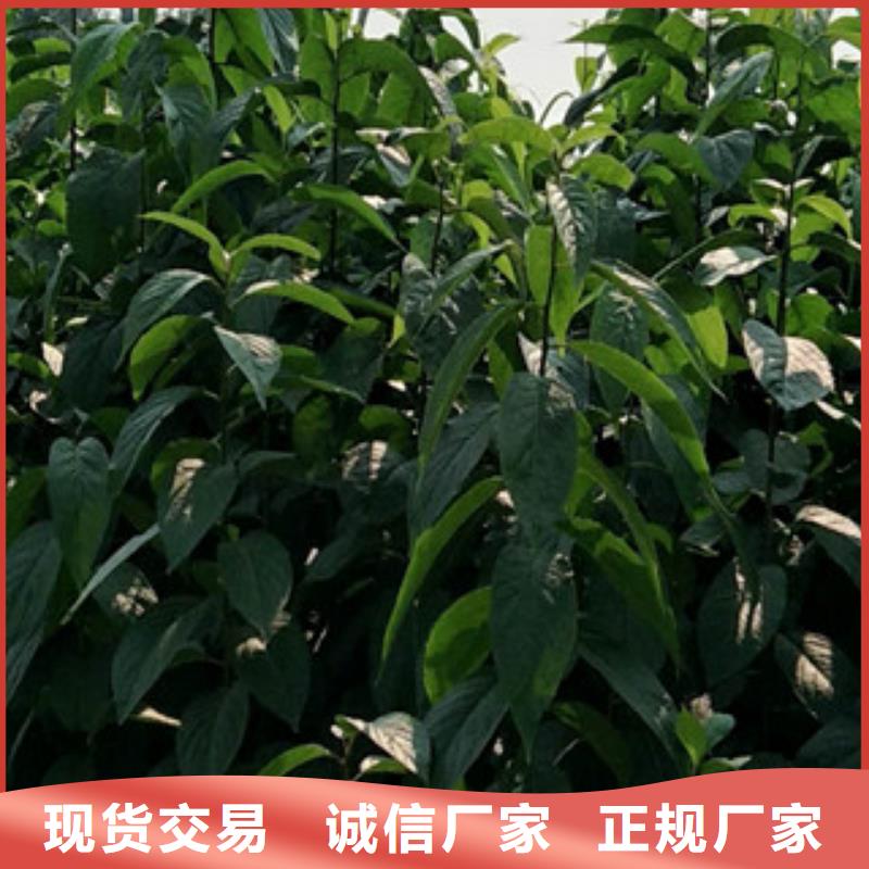 【杜仲】核桃苗 樱花苗 长果桑树苗制造生产销售-服务区域包括渭滨|凤翔|西安|延安|铜川|汉中|榆林|安康|商洛等-产品视频