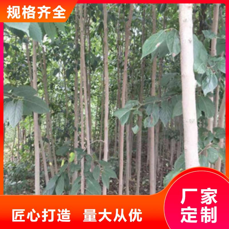 【杜仲】核桃苗 樱花苗 长果桑树苗制造生产销售-服务区域包括渭滨|凤翔|西安|延安|铜川|汉中|榆林|安康|商洛等-产品视频