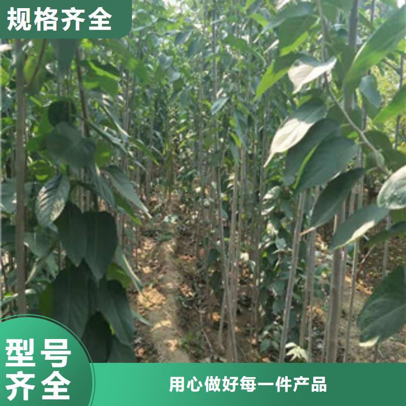 核桃苗 樱花苗 长果桑树苗视频-核桃苗 樱花苗 长果桑树苗-浙江省(此地)生产商-绍兴|温州|衢州|舟山|金华
