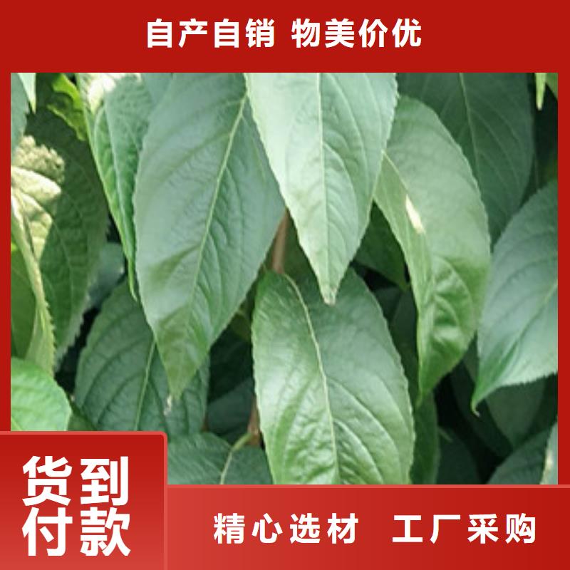 【杜仲】核桃苗 樱花苗 长果桑树苗制造生产销售-服务区域包括渭滨|凤翔|西安|延安|铜川|汉中|榆林|安康|商洛等-产品视频