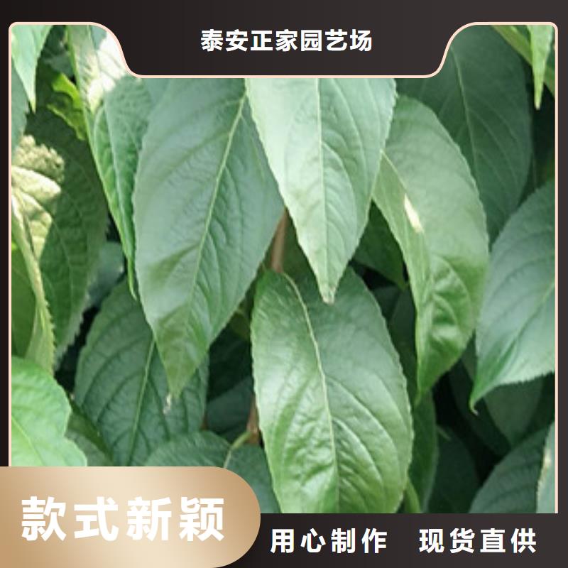核桃苗 樱花苗 长果桑树苗视频-陕西省宝鸡市|凤翔|凤县|汉中|商洛|西安|铜川|榆林|延安核桃苗 樱花苗 长果桑树苗-正家