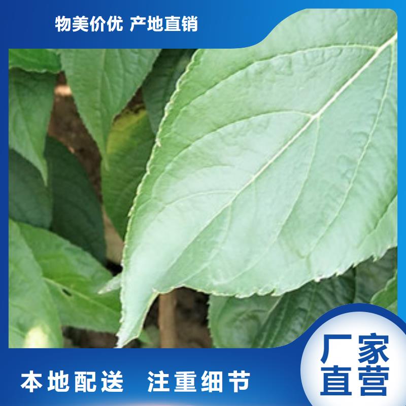 核桃苗 樱花苗 长果桑树苗视频-核桃苗 樱花苗 长果桑树苗-浙江省(此地)生产商-绍兴|温州|衢州|舟山|金华