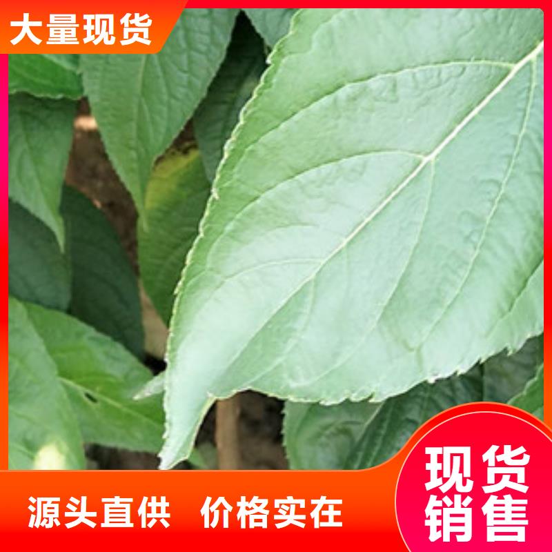核桃苗 樱花苗 长果桑树苗视频-核桃苗 樱花苗 长果桑树苗_云南省昆明市市场覆盖东川|盘龙|迪庆|普洱|曲靖|丽江|昭通等