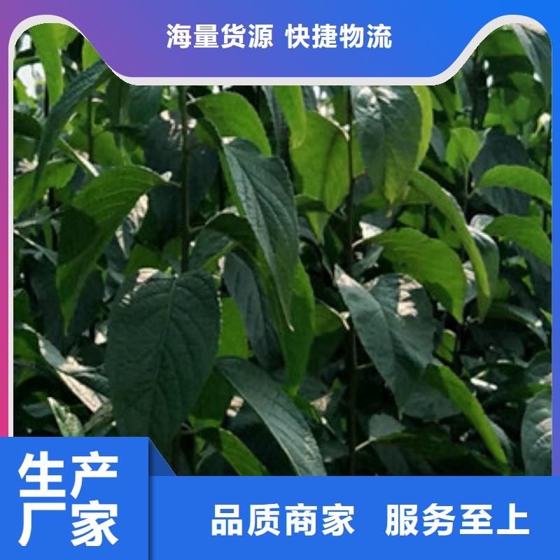 【杜仲】核桃苗 樱花苗 长果桑树苗制造生产销售-服务区域包括渭滨|凤翔|西安|延安|铜川|汉中|榆林|安康|商洛等-产品视频