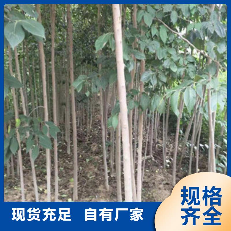 【杜仲】核桃苗 樱花苗 长果桑树苗制造生产销售-服务区域包括渭滨|凤翔|西安|延安|铜川|汉中|榆林|安康|商洛等-产品视频