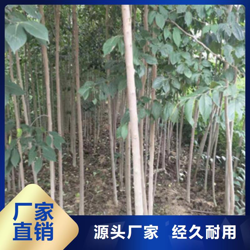 核桃苗 樱花苗 长果桑树苗视频-核桃苗 樱花苗 长果桑树苗_云南省昆明市市场覆盖东川|盘龙|迪庆|普洱|曲靖|丽江|昭通等