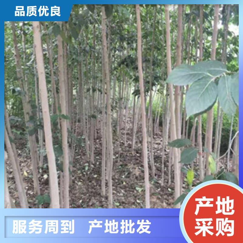核桃苗 樱花苗 长果桑树苗视频-陕西省宝鸡市|凤翔|凤县|汉中|商洛|西安|铜川|榆林|延安核桃苗 樱花苗 长果桑树苗-正家