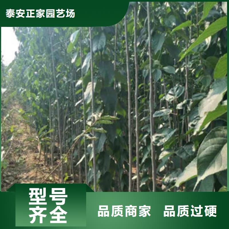 【杜仲】核桃苗 樱花苗 长果桑树苗制造生产销售-服务区域包括渭滨|凤翔|西安|延安|铜川|汉中|榆林|安康|商洛等-产品视频