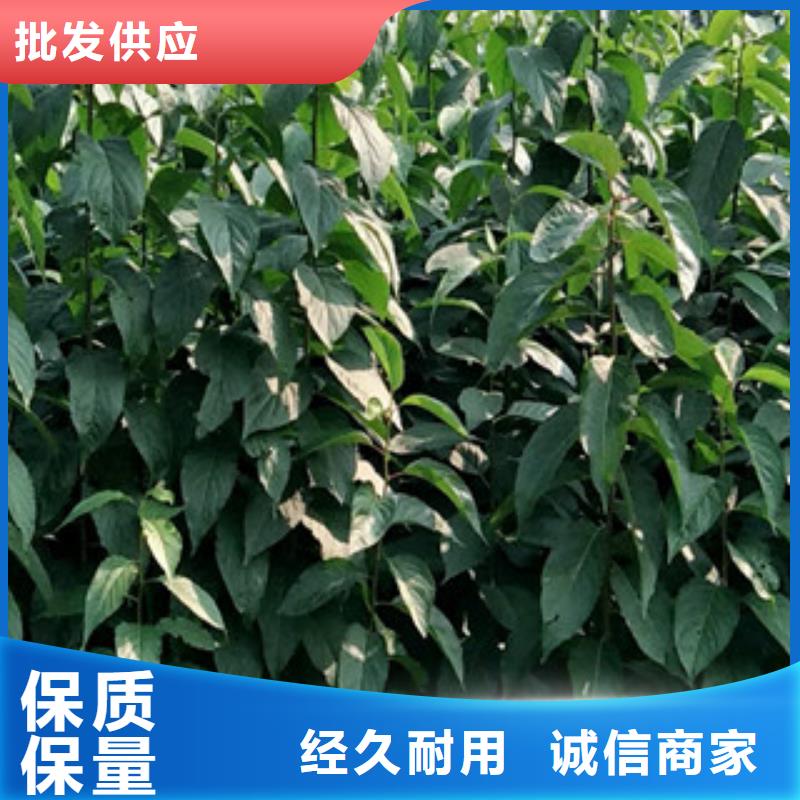 【杜仲】核桃苗 樱花苗 长果桑树苗制造生产销售-服务区域包括渭滨|凤翔|西安|延安|铜川|汉中|榆林|安康|商洛等-产品视频