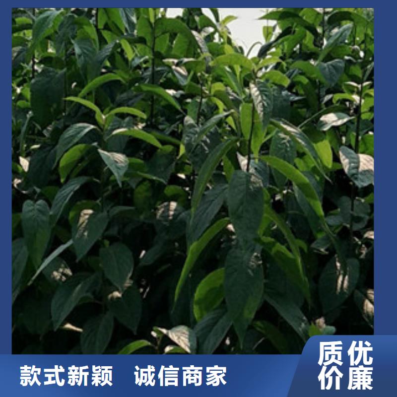 核桃苗 樱花苗 长果桑树苗视频-陕西省宝鸡市|凤翔|凤县|汉中|商洛|西安|铜川|榆林|延安核桃苗 樱花苗 长果桑树苗-正家