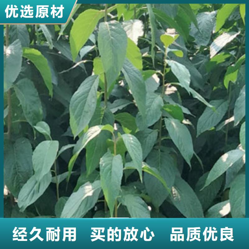 核桃苗 樱花苗 长果桑树苗视频-核桃苗 樱花苗 长果桑树苗_云南省昆明市市场覆盖东川|盘龙|迪庆|普洱|曲靖|丽江|昭通等