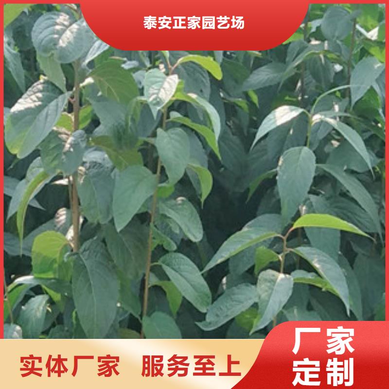 核桃苗 樱花苗 长果桑树苗视频-核桃苗 樱花苗 长果桑树苗_云南省昆明市市场覆盖东川|盘龙|迪庆|普洱|曲靖|丽江|昭通等