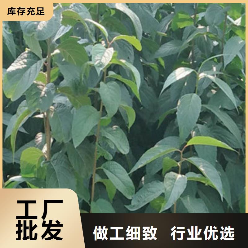 【杜仲】核桃苗 樱花苗 长果桑树苗制造生产销售-服务区域包括渭滨|凤翔|西安|延安|铜川|汉中|榆林|安康|商洛等-产品视频
